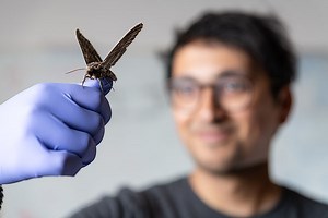 How Insects Evolved to Ultrafast Flight (And Back)