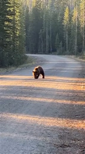 Wild Animal Encounters | He’s walking down a quiet forest road when he spots a tiny bear cub playing all alone in the middle of the track. It’s rolling around,... | Instagram