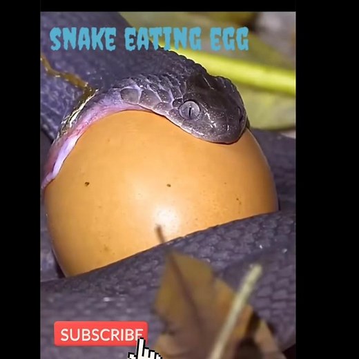 snake 🐍 eating egg and spitting out shell #shorts