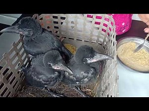 HOW TO FEED BABY CROW