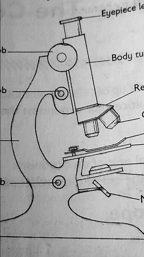 The structure of the light microscope