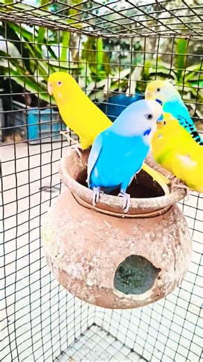 hatima tim tim ami basai padi dim #birds #trinding #youtubeshort