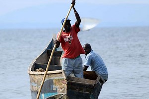 The small fish that sustains life of Nile Perch