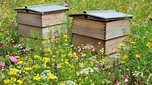 The beehives project