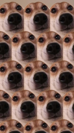 Dog Saying Hello in America