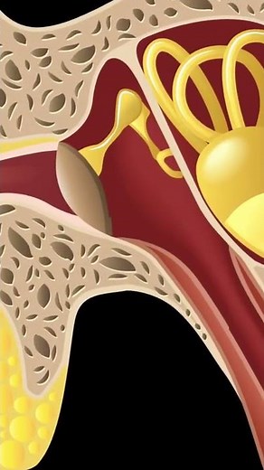 MIDDLE EAR FLUID EXPLAINED #Shorts