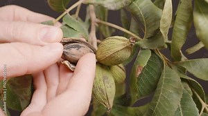Hands carefully extracting the pecan nut from its cracked outer shell on the tree branch, displaying the seed with natural textures and leaf details in focus. Stock Video