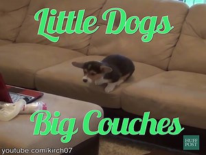 18M views · 7.8K reactions | Aim for the stars, little dogs, and you just might make it to the couch... | HuffPost | Facebook