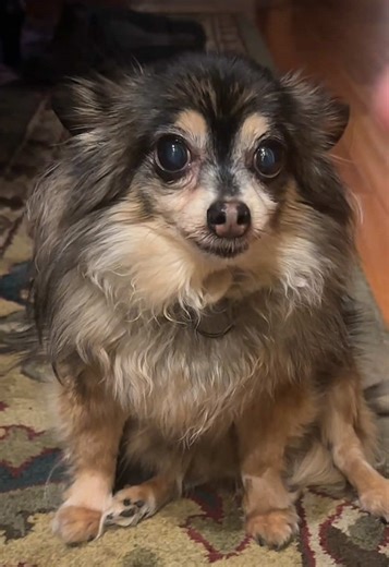 Teaching My Dog Tricks: The Roll Over Challenge