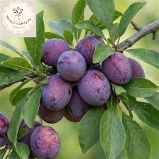 American Plum Seeds Prunus Americana Hardy Fruit Tree Fast Growing Flowering Plant Zone 3 Garden Seeds - Etsy