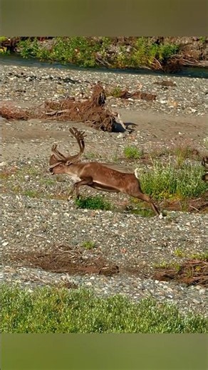 🦌 Охота на оленя#охота #охотанаоленя #олень #охотник #лес #дикаяприрод #wildlife #deerhunting #deer
