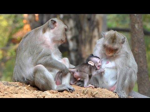 Gentle Interference Leaves a Tiny Baby Monkey Distressed as a Caring Bond Forms Between Them