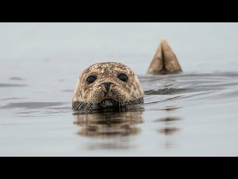 An Orkney summer - coastline