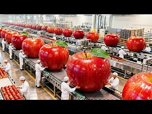 Inside a Modern Apple Factory: From Orchard Harvest to Packaged Apples (Full Process)