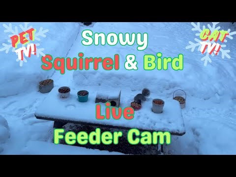 Backyard Buddies is live!