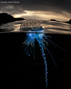 1.1K views · 21 reactions | Discover the remarkable flora, fauna, and...