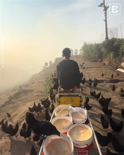 This Farmer Built A Monorail To Feed Chickens | Fossbytes