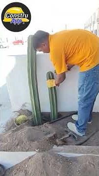 Short Desert Garden #plants #desertgarden