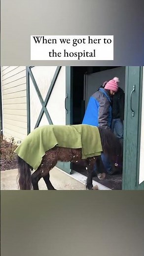 Adorable Horse Rescued and Rehabilitated!