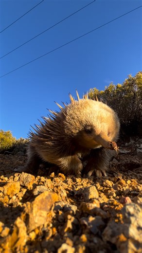 Life of an echidna seems quite peaceful, bathing in the spring sun and digging for ants all day, they live quite the simplistic life 🥹🦔 @tasmania @australia @australiangeographic @ausgeo_adventure @natgeoanimals @natgeoyourshot @natgeoau @visitnortherntasmania @heytasmania @pulsetassie #Tasmania #Tasmaniagram #TasmaniaParks #DiscoverTasmania #TasmaniaAustralia #VisitTasmania #SeeTasmania #ExploreTasmania #AmazingTasmania #KeepTassieWild #TasmaniaGram #TassiePics #HeyTasmania #BeautifulTasmania