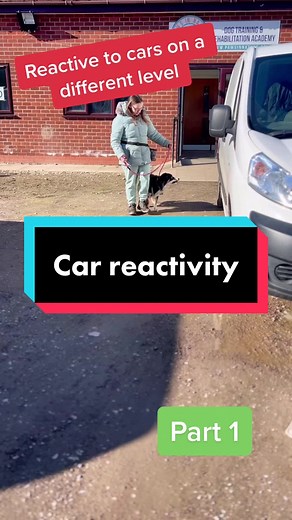 How to stop your dog chasing cars coming soon! #carchasing #dogreactivity #reactivedog #colliedog #dogsoftiktok #dogtrainingtips #dogtrainingadvice #dogbehaviourawareness