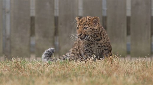 Endangered amur leopard cubs take first steps outdoors at Yorkshire Wildlife Park