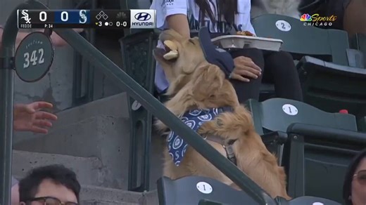 Golden Retriever wearing a hat went viral devouring a full hot dog at the ballpark.