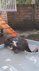 My duck bathtime | Joty's Aviary