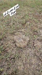 Best feed for Partridge Chicks #Chicks #partridgechicks #feed | Birds Lover