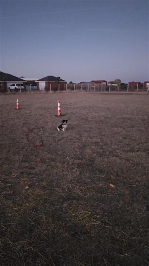 14 reactions | On the training field with "Fieo," our board and train pup, 6 mos old, working on some recall. She did great!  Canyon K9 Training 806 681 5971 | Canyon K9 Training LLC | Facebook