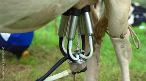 close-up of cow giving milk using vacuum milking machine, on a farm