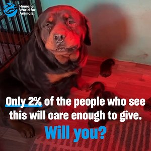 😔 98% of you who see this will quickly scroll past. That means less than 2% of you will end up donating and even less than 2% will begin a monthly gift subscription. Animals need your help! Donate now. For a limited time, a special Challenge Fund is active, meaning your donation today can have 3X the impact to help with urgent rescues, long-term care and all our lifesaving work for animals in need around the world. | Humane World for Animals