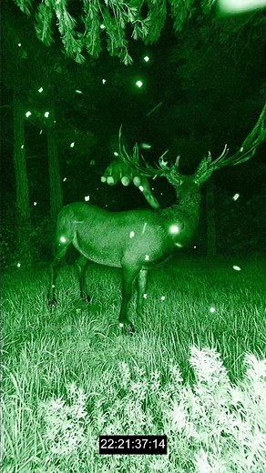 Creepy Trail Cam Footage | Spooktober TikTok