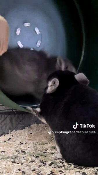 This boy is trying to SINGLE-HANDEDLY stop a running wheel. Physics: ‘no.’ Davy: ‘…but what if I ask nicely?’ #politely #chinchillalife #smallpet #petslife #fyp