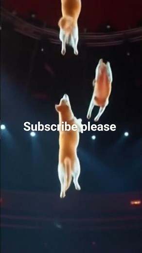 Unbelievable 3D Circus Dogs 🎪🐶 AI Dogs Defy Gravity in Jaw-Dropping Show | Mind-Blowing Animation!”#