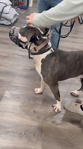 “Forcibly Muzzling” a questionable or known aggressive dog… revisited… Version 3. Today I’m going to post several of our videos showing this “Forcible Muzzling” approach which simply means, getting a muzzle on a dog who hasn’t been able to be properly muzzle conditioned prior, and who needs a muzzle to be applied immediately for safe handling and/or for starting our ”Double Muzzle” muzzle conditioning protocol. My hope is this will help folks in the training, rescue, shelter, and perhaps even ve