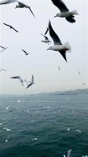 Relaxing Nature Sounds for Deep Sleep and Peaceful Mind