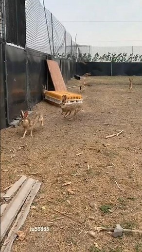 Raising wild rabbits #animals #wildlife