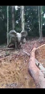 94K views · 372 reactions | THE ELEPHANT takes GALAMSEY ISSUE into it's hands since GHANA not doing the BEST. #kastlefm90.3 #kacrit #viralreelsシ #viralvideoシ #capecoast | KASTLE90.3FM CAPE COAST | Facebook