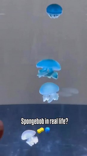 16K views · 30K reactions | Core memory unlocked 謁 Follow me! @coralfish12g | CoralFish12g | Facebook