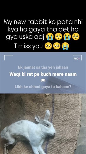 my new rabbit 🐰🐰 ka det ho gya #likeandsubscribe