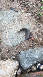 101K views · 348 reactions | The climbing perch is a species of amphibious freshwater fish in the family Anabantidae. A labyrinth fish native to Far Eastern Asia, the fish inhabits freshwater systems from Pakistan, India, Bangladesh #aquariumhobby #perch #reelsfacebook #aquarium | Hendrix backyard TV | Facebook