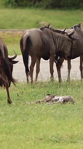 Wildebeest birth 🩶 Part 1. 🎥 by ranger @davoh_takes_photos_ 🤠 #wildebeest #birth #safari #luxurysafari #malamalagamereserve | MalaMala Game Reserve