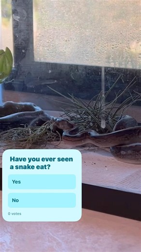 How a Ball Python eats