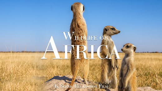 Beautés sauvages d'Afrique : la nature en 4K