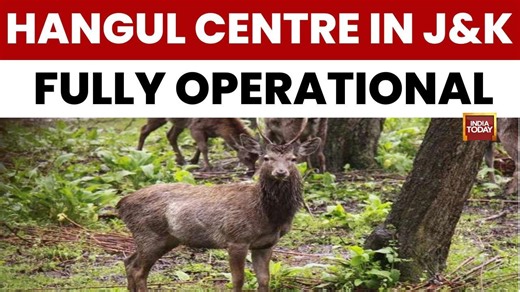 J K Hangul breeding centre now fully operational after male translocation