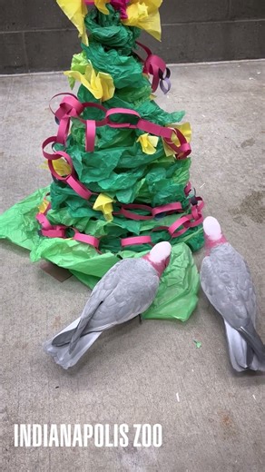 A Cockatoo Christmas
