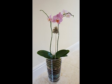How to Do It Yourself "Open Terrarium" Repotting Beautiful Orchid Plant In A Large Glass Vase