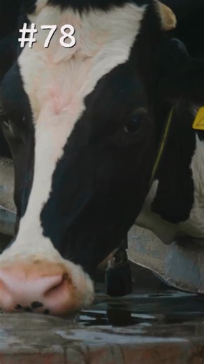 Concerned about AI’s water usage? This industry wastes far more water, and you can stop supporting it with one simple decision. | PETA (People for the Ethical Treatment of Animals)