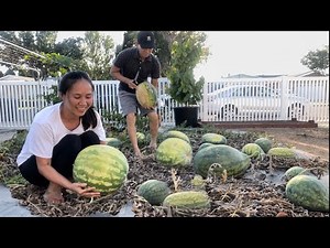 Bội Thu Dưa Hấu, Táo Tàu, Lê Vàng, Rau Quả Và Khui Thùng Quà Từ Việt Nam Về Mỹ